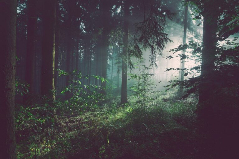 A dark forest representing the hidden territory of a criminal organization